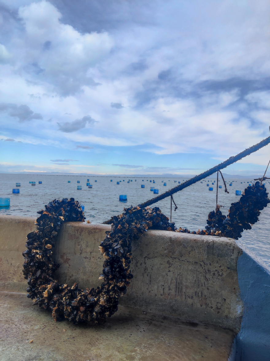 Μύδια Πιερίας: Ένας διατροφικός «θησαυρός» που ταξιδεύει στις αγορές του εξωτερικού