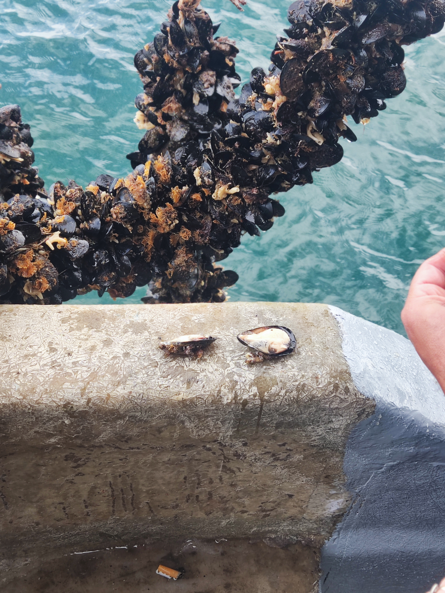 Μύδια Πιερίας: Ένας διατροφικός «θησαυρός» που ταξιδεύει στις αγορές του εξωτερικού