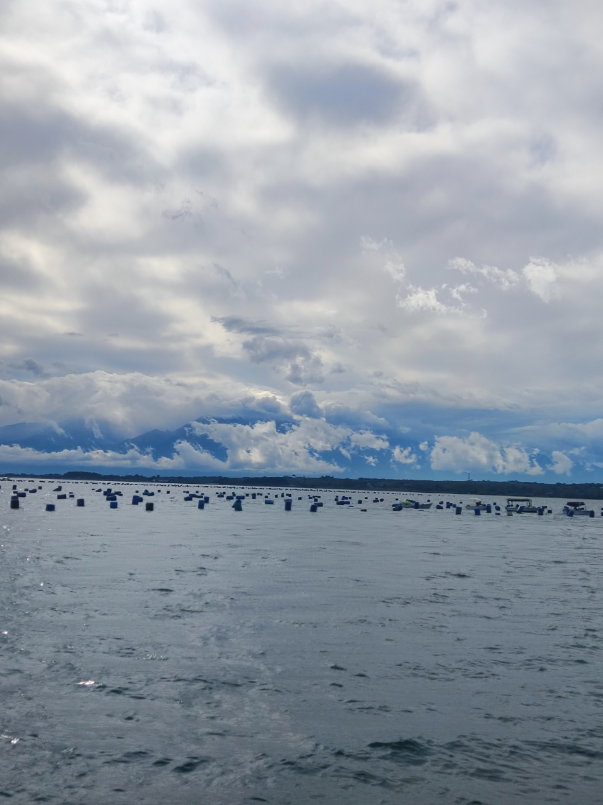 Μύδια Πιερίας: Ένας διατροφικός «θησαυρός» που ταξιδεύει στις αγορές του εξωτερικού