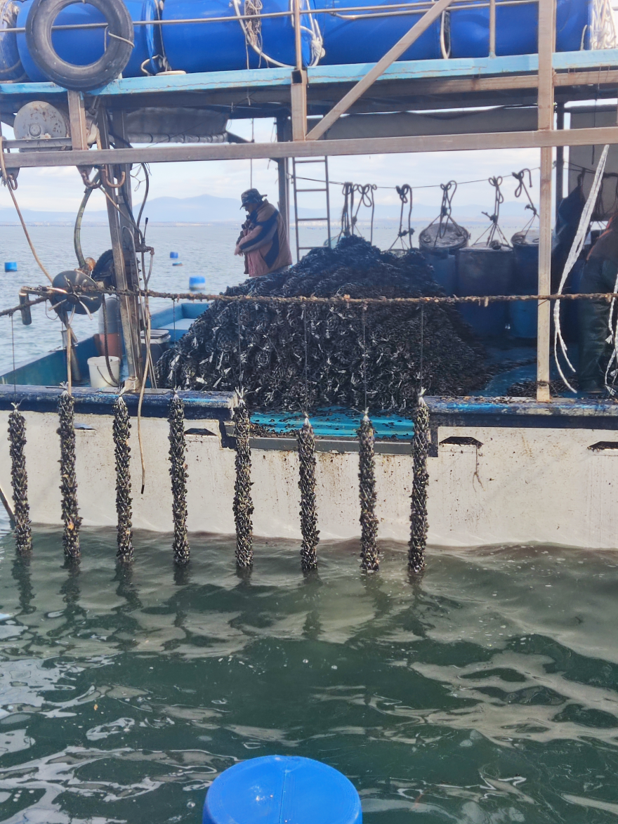 Μύδια Πιερίας: Ένας διατροφικός «θησαυρός» που ταξιδεύει στις αγορές του εξωτερικού