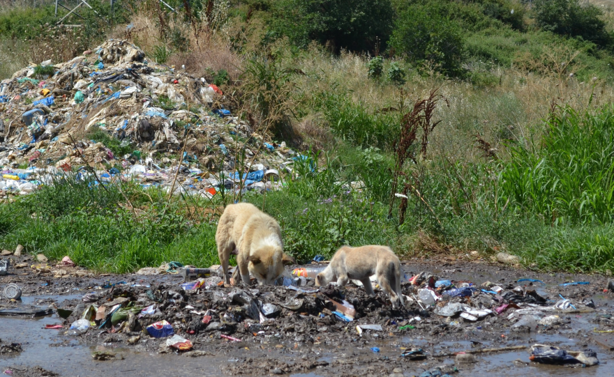 Ξάνθη: H φρίκη συνεχίζεται για πάνω από 500 σκυλιά στη χωματερή 