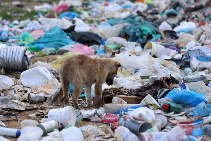 Ξάνθη: H φρίκη συνεχίζεται για πάνω από 500 σκυλιά στη χωματερή 