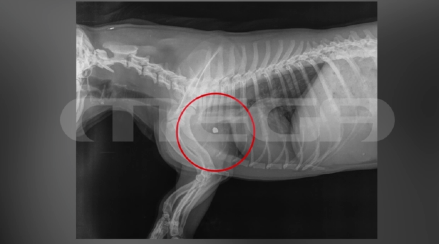 Κτηνωδία στην Πρέβεζα: 45χρονος κατηγορείται ότι πυροβόλησε και τραυμάτισε σοβαρά σκύλο - Βίντεο