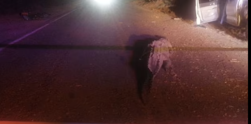 Απίστευτο δυστύχημα στο Μεξικό: Όχημα έπεσε πάνω σε αλιγάτορα - Στους τρεις οι νεκροί, δείτε φωτογραφίες