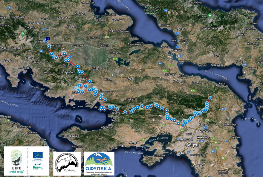 Το ταξίδι του λύκου «Σοφοκλή» - Από την Πάρνηθα έφτασε στον Παρνασσό