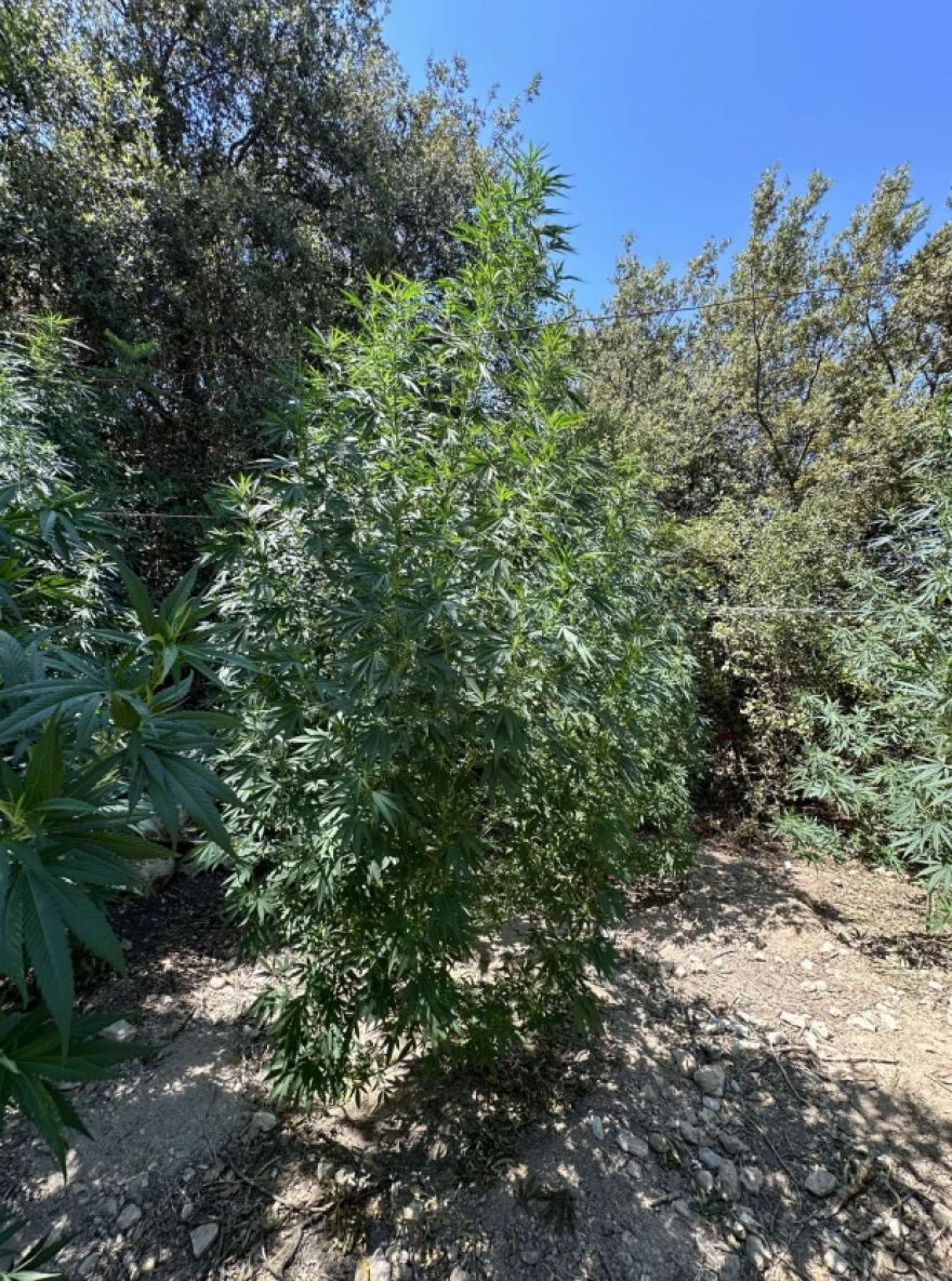 Μεγάλη επιχείρηση της αστυνομίας σε Χανιά και Ρέθυμνο - Εντοπίστηκαν 12 φυτείες κάνναβης