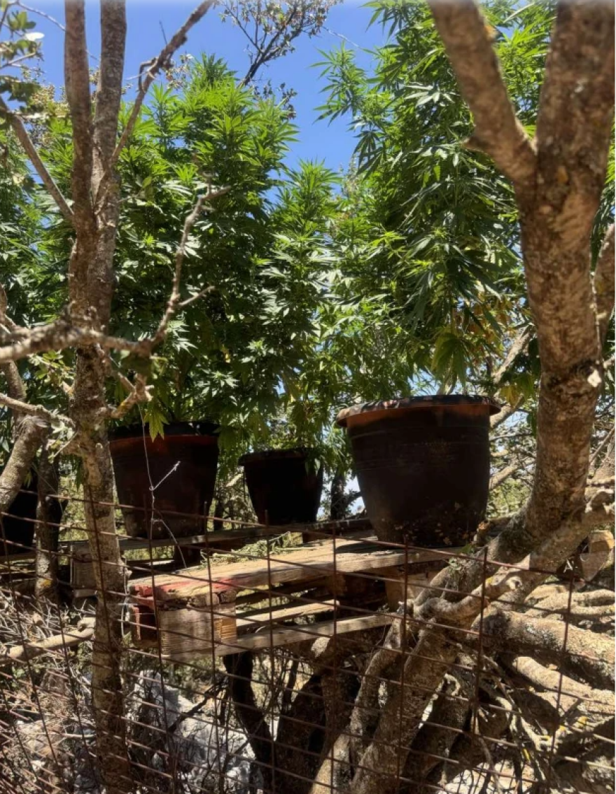 Μεγάλη επιχείρηση της αστυνομίας σε Χανιά και Ρέθυμνο - Εντοπίστηκαν 12 φυτείες κάνναβης