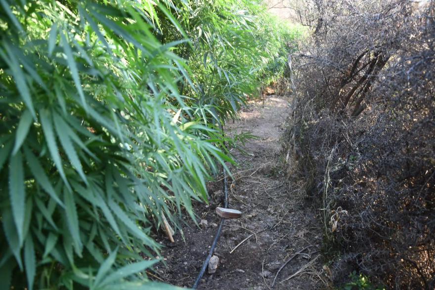 Εντοπίστηκαν και ξεριζώθηκαν 24 φυτείες κάνναβης στην Κρήτη 