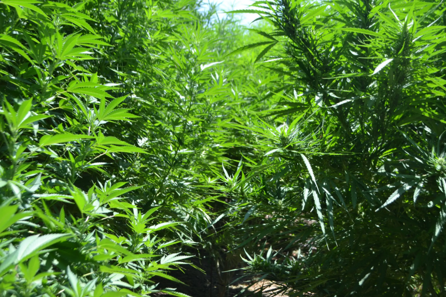 Εντοπίστηκαν και ξεριζώθηκαν 24 φυτείες κάνναβης στην Κρήτη 