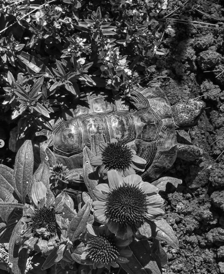 Νίκος Αλιάγας: Φωτογραφίζεται ανάμεσα σε κλαδιά ελιάς στη Χαλκιδική