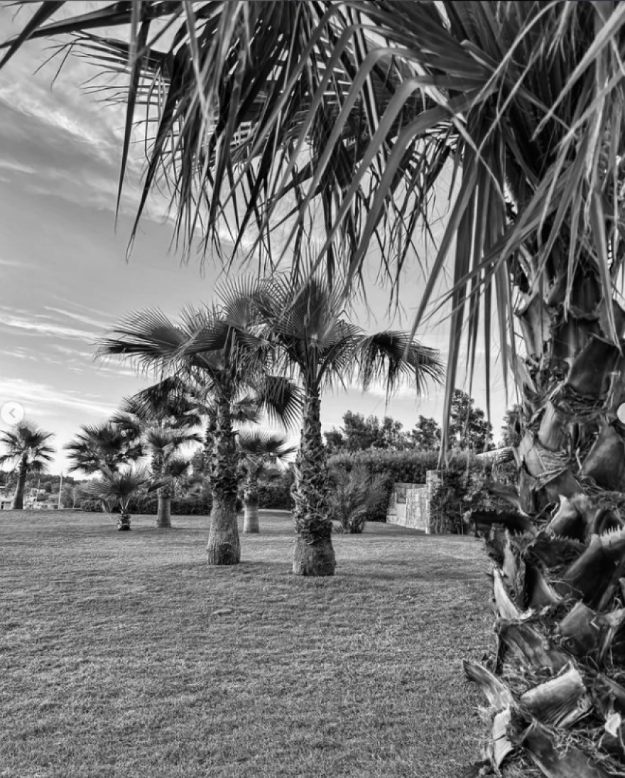 Νίκος Αλιάγας: Φωτογραφίζεται ανάμεσα σε κλαδιά ελιάς στη Χαλκιδική