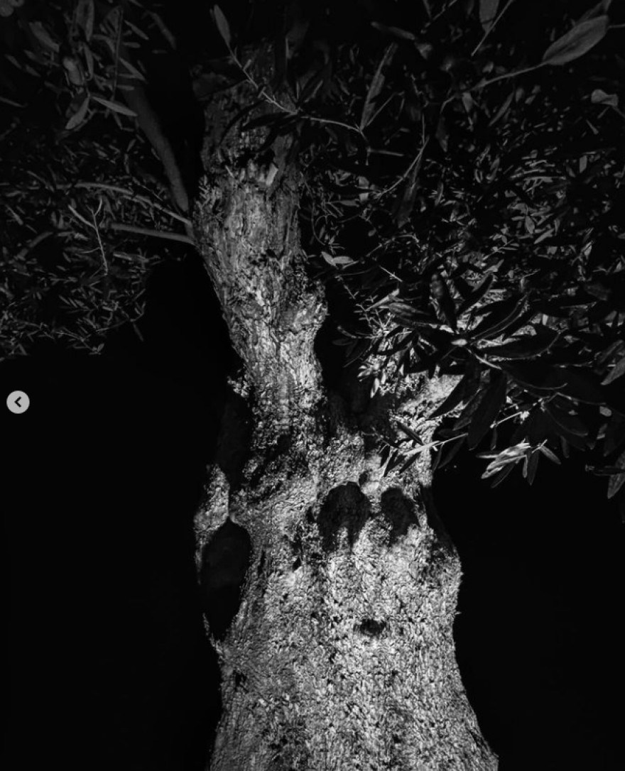 Νίκος Αλιάγας: Φωτογραφίζεται ανάμεσα σε κλαδιά ελιάς στη Χαλκιδική