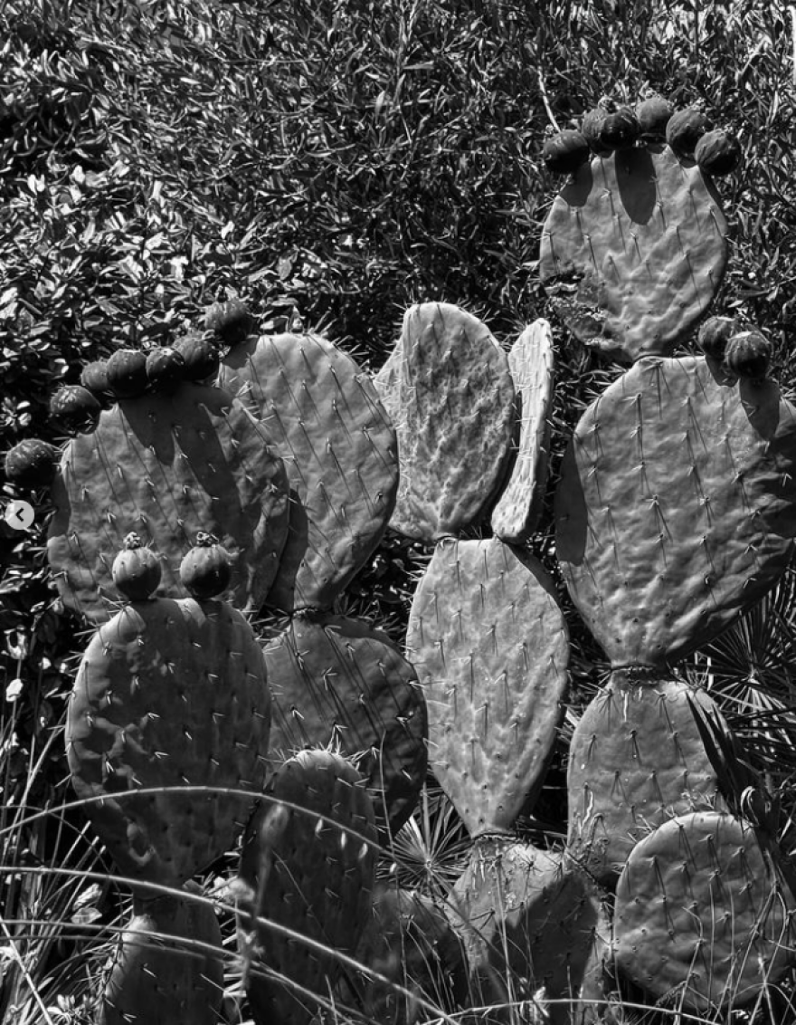 Νίκος Αλιάγας: Φωτογραφίζεται ανάμεσα σε κλαδιά ελιάς στη Χαλκιδική