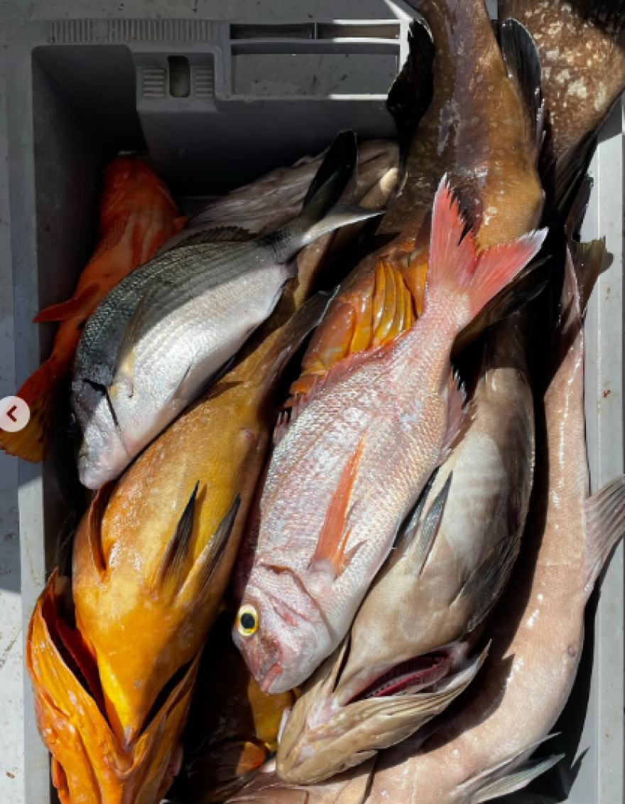 Άλκηστις Πρωτοψάλτη: Η χιουμοριστική ανάρτηση με κατσίκα στην Κρήτη