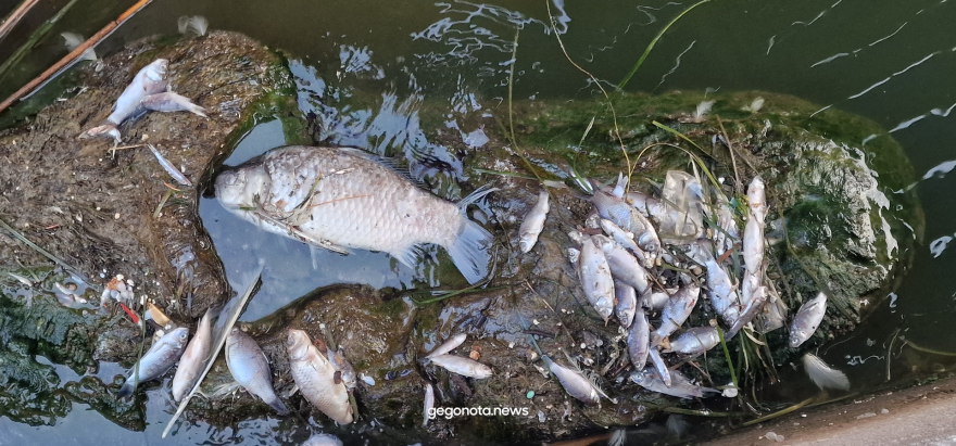 Αχιλλέας Μπέος - Αυτοψία με σκάφος στον Παγασητικό: «Το πρόβλημα με τα νεκρά ψάρια υπάρχει παντού» - Δείτε φωτογραφίες