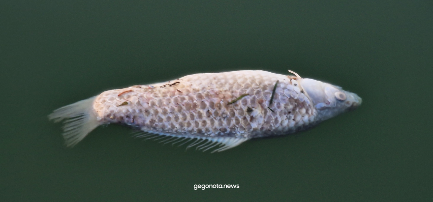 Με την απόχη μαζεύουν τα νεκρά ψάρια από το λιμάνι του Βόλου - Δείτε βίντεο και φωτογραφίες