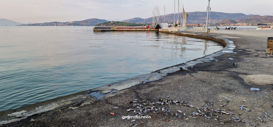 Με την απόχη μαζεύουν τα νεκρά ψάρια από το λιμάνι του Βόλου - Δείτε βίντεο και φωτογραφίες