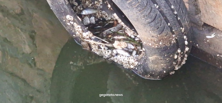 Με την απόχη μαζεύουν τα νεκρά ψάρια από το λιμάνι του Βόλου - Δείτε βίντεο και φωτογραφίες