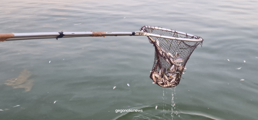 Με την απόχη μαζεύουν τα νεκρά ψάρια από το λιμάνι του Βόλου - Δείτε βίντεο και φωτογραφίες