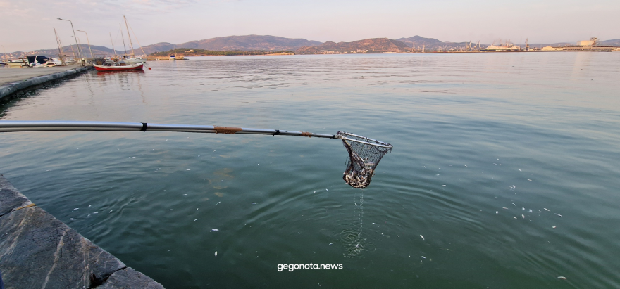 Με την απόχη μαζεύουν τα νεκρά ψάρια από το λιμάνι του Βόλου - Δείτε βίντεο και φωτογραφίες