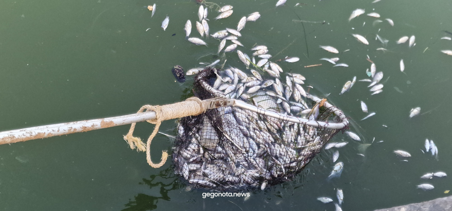 Με την απόχη μαζεύουν τα νεκρά ψάρια από το λιμάνι του Βόλου - Δείτε βίντεο και φωτογραφίες