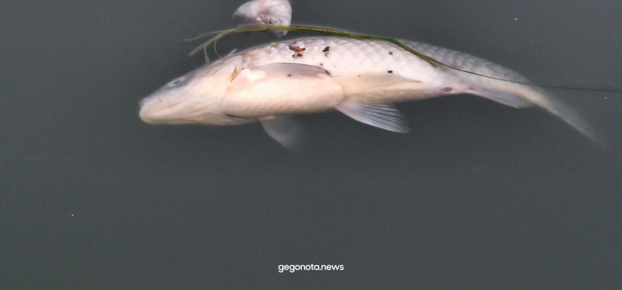 Αχιλλέας Μπέος - Αυτοψία με σκάφος στον Παγασητικό: «Το πρόβλημα με τα νεκρά ψάρια υπάρχει παντού» - Δείτε φωτογραφίες