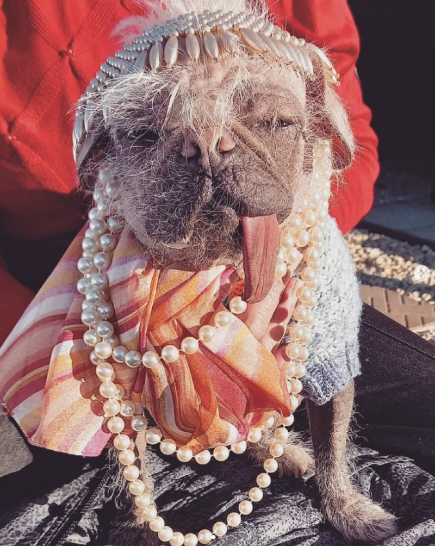 Η Peggy,  το «ασχημότερο» σκυλί της Βρετανίας που κατέκτησε το Χόλιγουντ