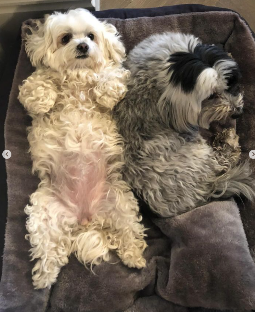 Ρόμπι Γουίλιαμς: Έχασε και τα δύο σκυλιά του το ίδιο βράδυ - Πέθαναν μαζί στο κρεβάτι, γράφει η σύζυγός του