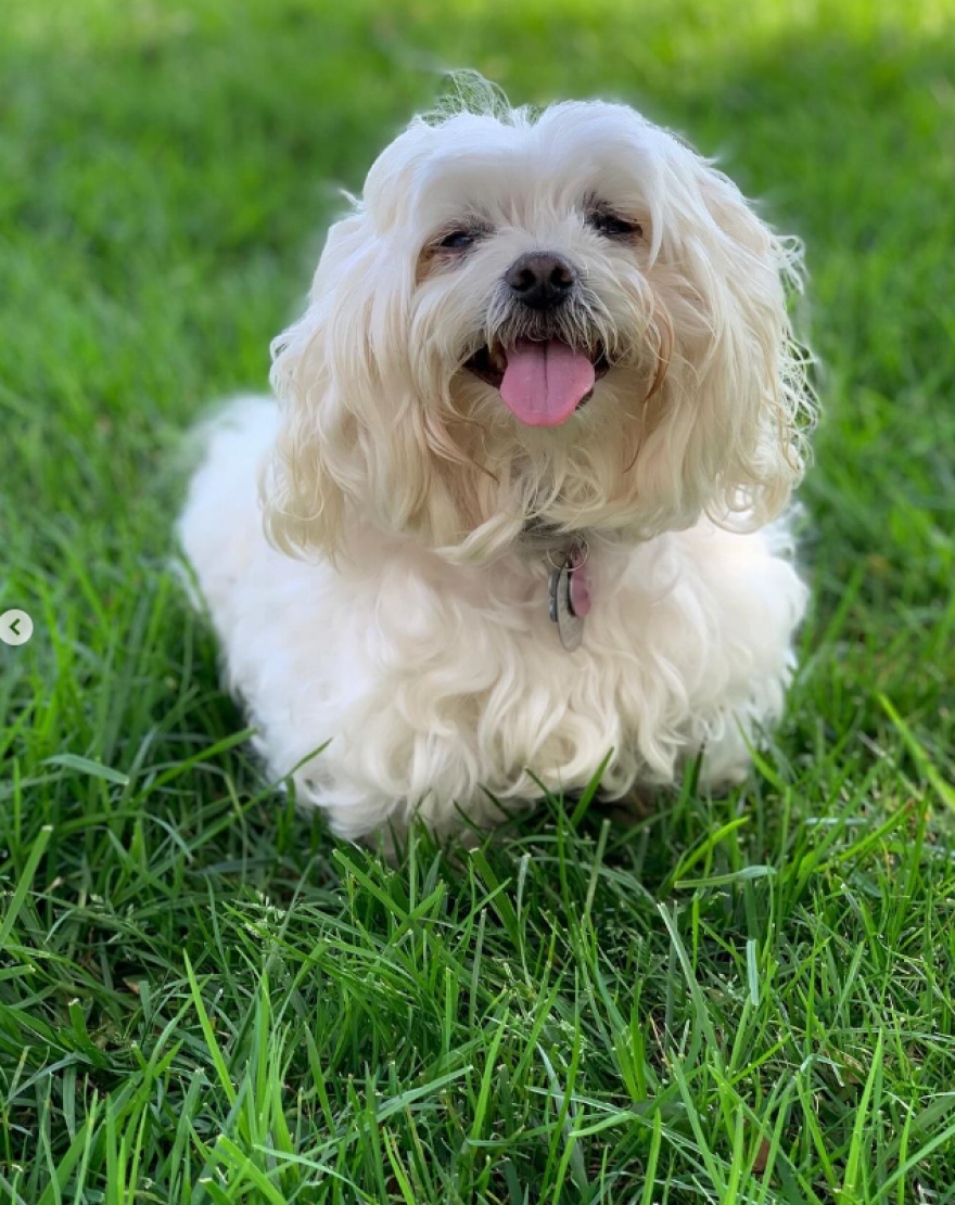 Ρόμπι Γουίλιαμς: Έχασε και τα δύο σκυλιά του το ίδιο βράδυ - Πέθαναν μαζί στο κρεβάτι, γράφει η σύζυγός του