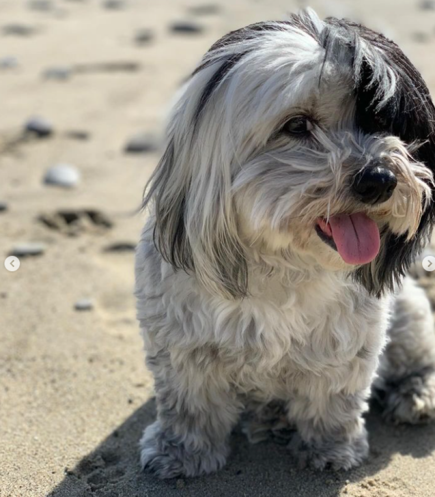 Ρόμπι Γουίλιαμς: Έχασε και τα δύο σκυλιά του το ίδιο βράδυ - Πέθαναν μαζί στο κρεβάτι, γράφει η σύζυγός του