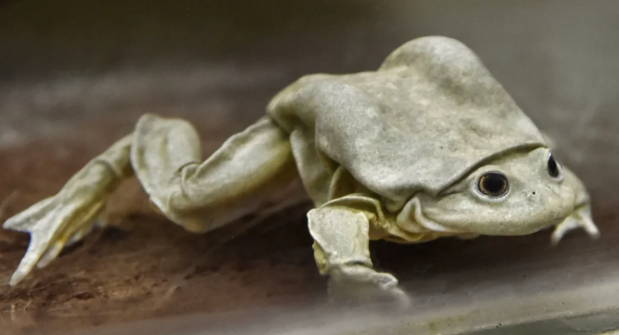 To «Βιάγκρα των Ίνκας» φτιάχνεται από χυμό βατράχων Titicaca και αυξάνει τη λίμπιντο