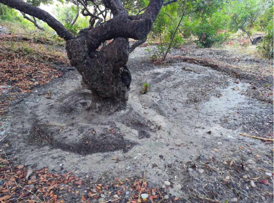 Σημαντικές καταστροφές από την κακοκαιρία στη Χίο - Ζημιές στο μαστίχι, πλημμύρισε η αίθουσα του αεροδρομίου