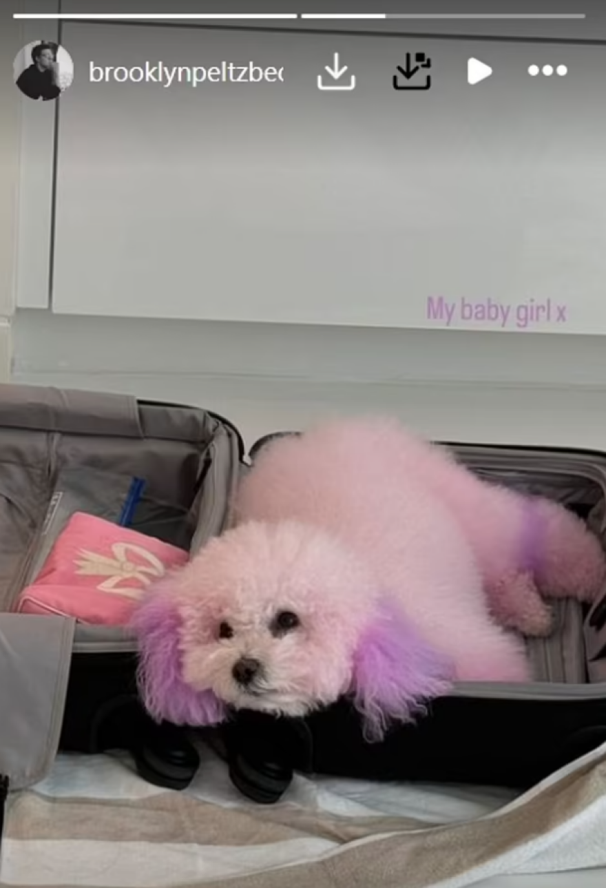 Nίκολα Πελτζ: Έβαψε τα σκυλιά της πορτοκαλί και μωβ - Αντέδρασαν οι θαυμαστές της