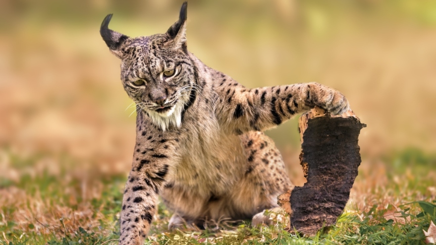 Ένα «μυθικό» αιλουροειδές φωτογραφήθηκε για πρώτη φορά στην Ισπανία - Ο Ιβηρικός λευκός λύγκας και οι προσπάθειες να μην εξαφανιστεί