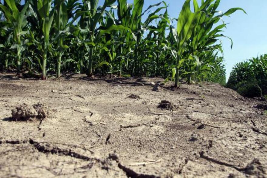 Ιταλία: «Ζημιά» ύψους ενός δισ. ευρώ προκάλεσε στους αγρότες της χώρας η ξηρασία