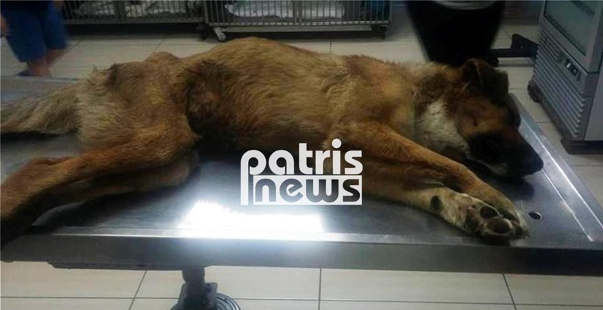 Ηλεία: Έσπασαν τα πόδια σε σκύλο και τον παράτησαν αβοήθητο Skilakos1