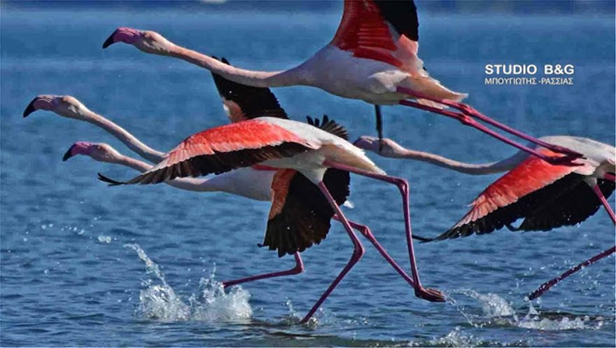 flamingko-3