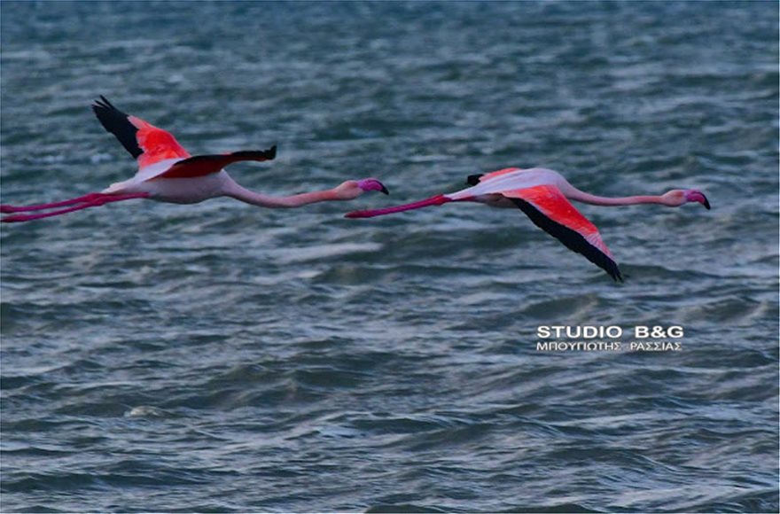 flamingko-5