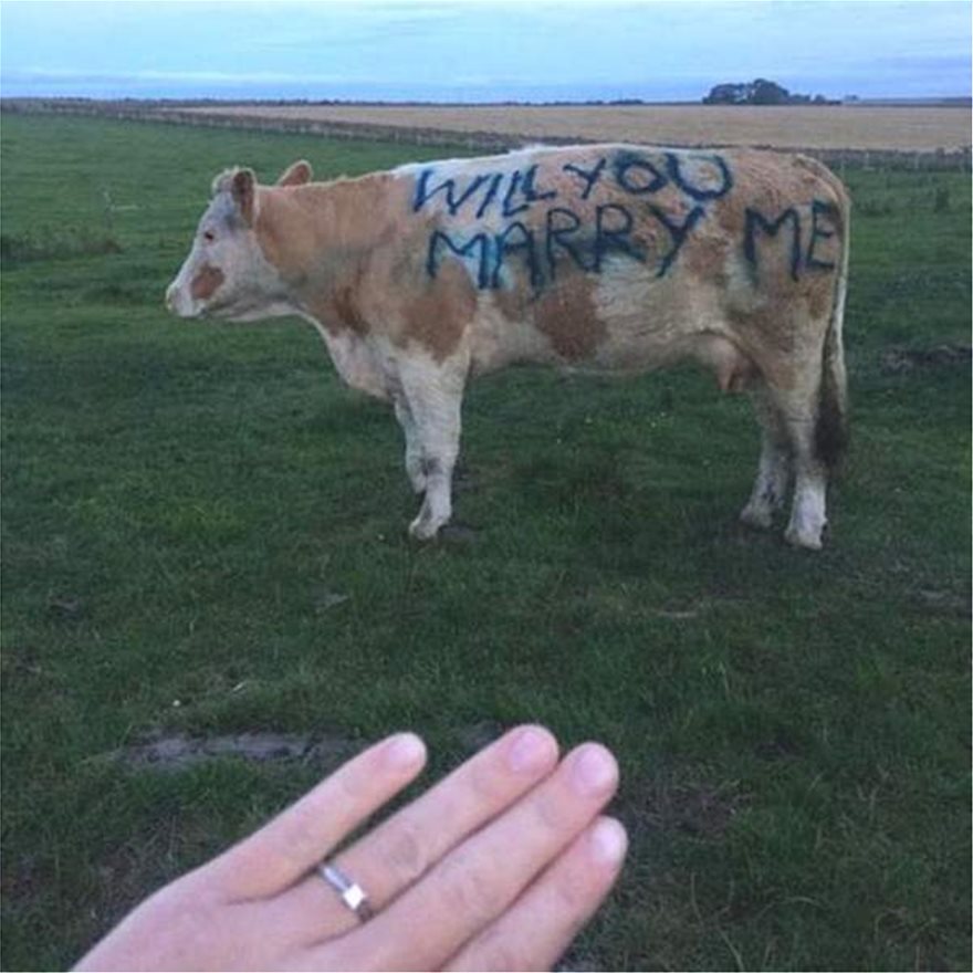 cow-proposal_2