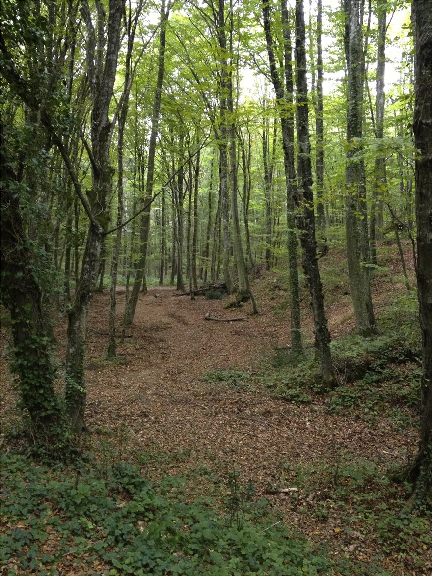 belgrad_forest