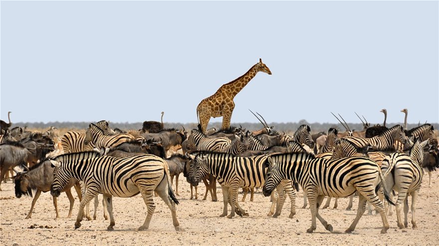 zebra-giraffe