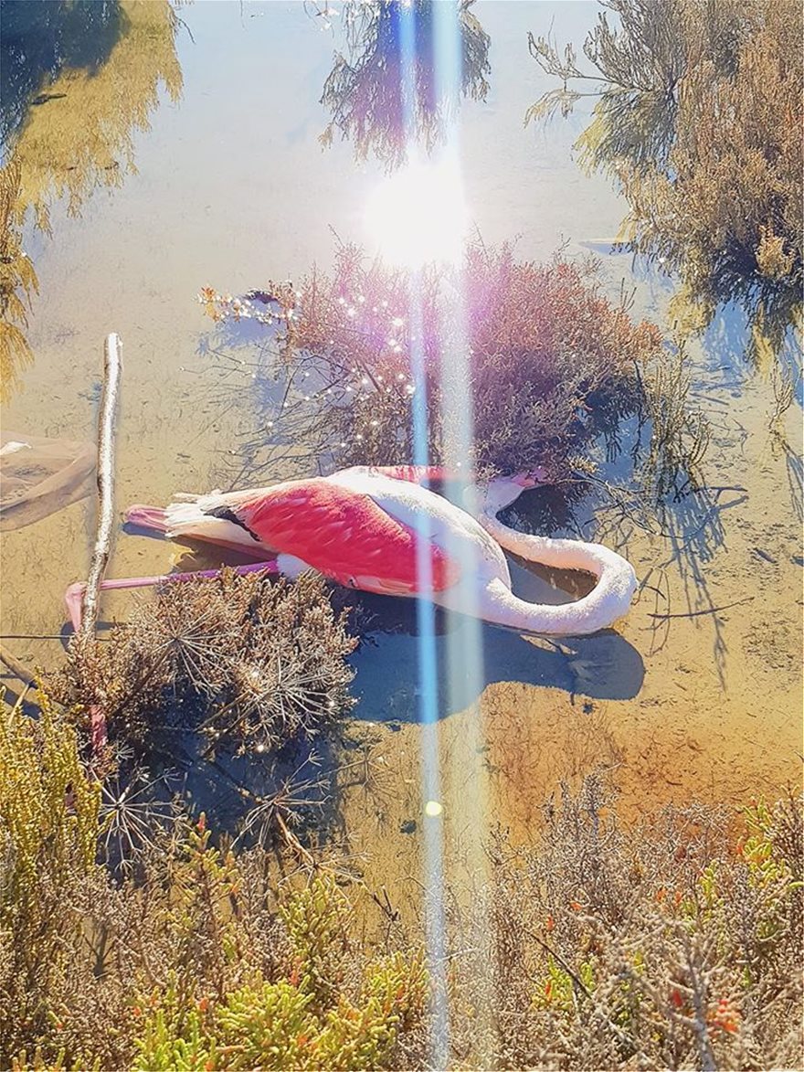 flamingo_kypros