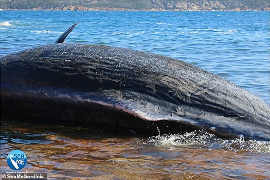 whale3