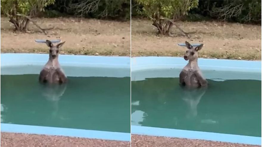 kangaroo-spotted-cooling-off-in-a-backyard-pool
