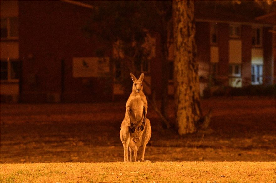 Αυστραλία: Σχεδόν μισό δισεκατομμύριο ζώα νεκρά (Φώτο) 8