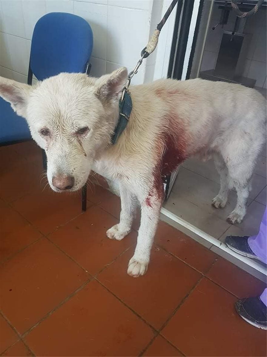 skyli__3_  Σκληρές εικόνες: Bίντεο από τον βασανισμό του σκύλου στη Νίκαια skyli  3