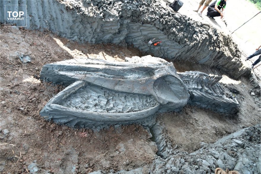 Σημαντική ανακάλυψη στην Ταϊλάνδη: Βρήκαν 12 χλμ από την ακτή σκελετό φάλαινας 5.000 χρόνων (φωτο)  