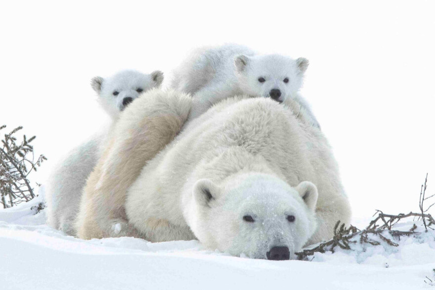 Wapusk_Polar_Bears_by_Dorota_Senechal_2