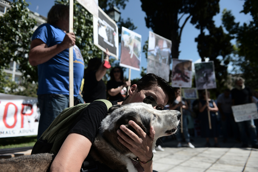 filozooi-syntagma__11_