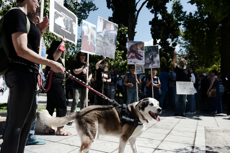 filozooi-syntagma__15_